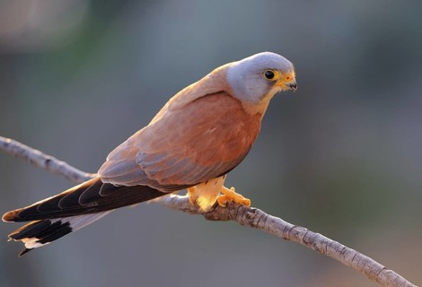 Lesser Kestrel (Falco naumanni) male, Extremadura, Spain