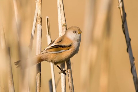 Bearded Reedling (Panurus biarmicus), Baden-Wuerttemberg, Germany