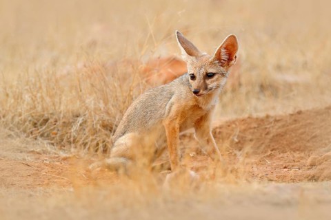 Indian Fox, Vulpes bengalensis, Ranthambore National Park, India. Wild animal in nature habitat.