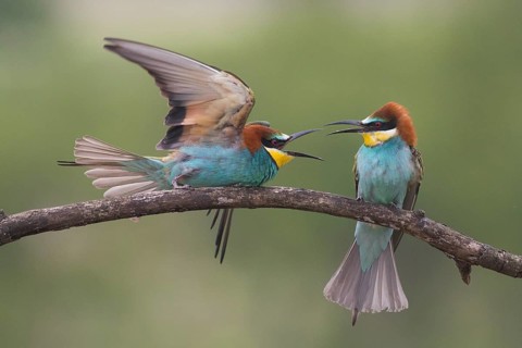 European Bee-eater (Merops apiaster) quarreling, perched on a branch, Subotica, Serbia