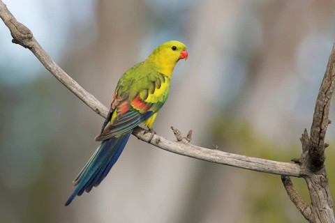 Regent Parrot (Polytelis anthopeplus) male perched on a branch, Victoria, Australia