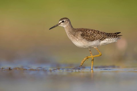 Wood Sandpiper (Tringa glareola) foraging, Poland