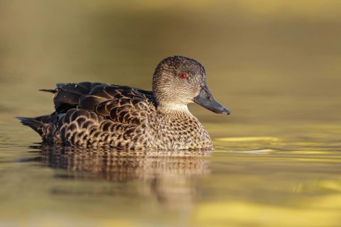 Chestnut Teal (Anas castanea) female, Victoria, Australia