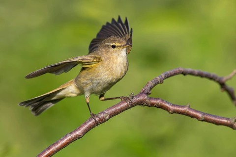Common Chiffchaff (Phylloscopus collybita) perched on a branch, Poland