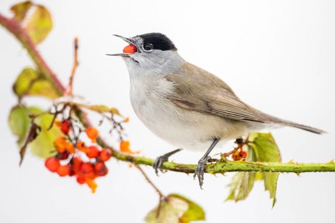 Eurasian Blackcap (Sylvia atricapilla) male feeding on red berries, Castile and Leon, Spain
