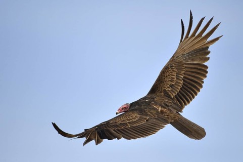 Turkey Vulture (Cathartes aura), Texas, USA