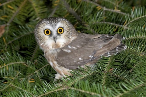 Northern Saw-whet Owl Aegolius acadicus Duluth, Minnesota, USA 15 October Adult Strigidae