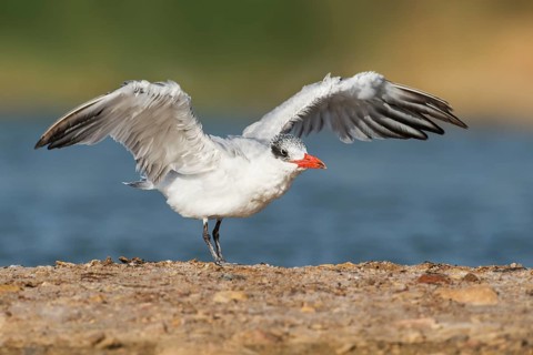Caspian Tern (Hydroprogne caspia), Eilat, Israel