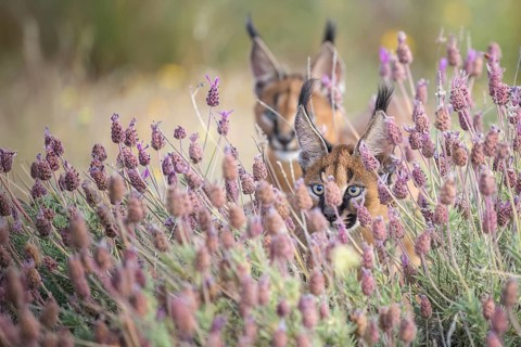 Caracal (Caracal caracal) two cubs playing in blooming meadow, Castile-La Mancha, Spain