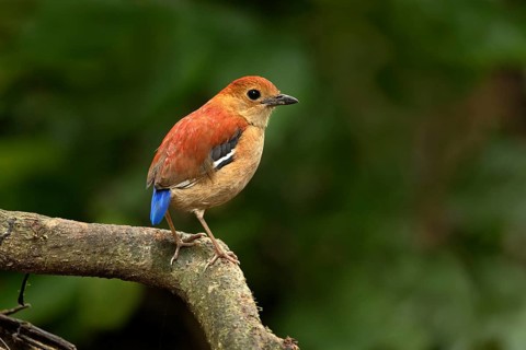 Blue-headed Pitta (Hydrornis baudii) female, Sabah, Malaysia