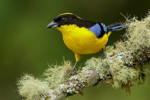 Blue-winged Mountain Tanager (Anisognathus somptuosus) perched on a branch in the Andes mountains