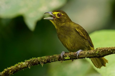 Lemon-spectacled Tanager (Chlorothraupis olivacea) perched on a branch in the Andes mountains of