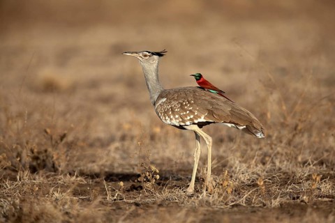 Arabian Bustard (Ardeotis arabs) with Northern Carmine Bee-eater (Merops nubicus) on its back,