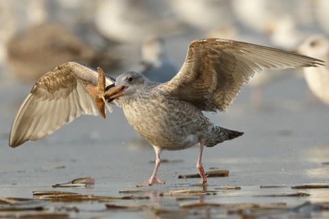 European Herring Gull (Larus argentatus) with starfish in its beak, North Holland, Netherlands