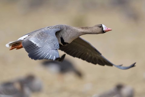 Greater White-fronted Goose (Anser albifrons) flying, North Rhine-Westphalia, Germany