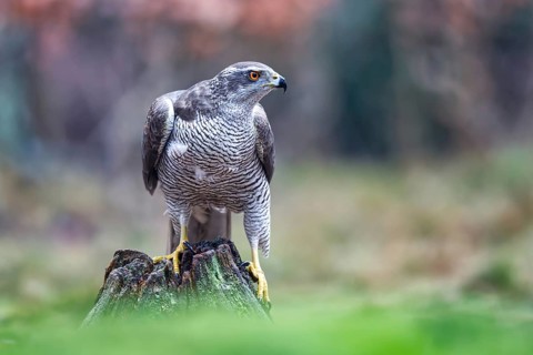 Northern Goshawk (Accipiter gentilis) female, Netherlands