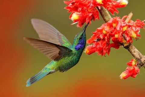 Hummingbird with pink bloom in forest habitat. Green Violet-ear, Colibri thalassinus, flying in the