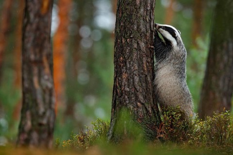 Badger in forest, animal nature habitat, Germany, Europe. Wildlife scene. Wild Badger, Meles meles,