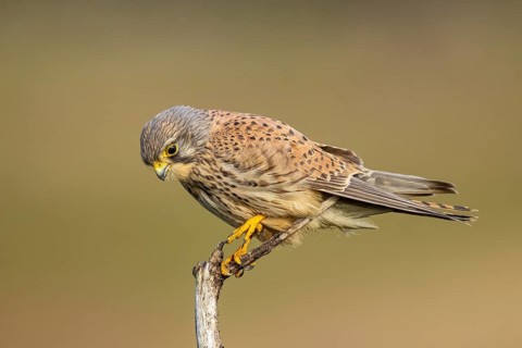 Common Kestrel (Falco tinnunculus) male perched on a branch, North Rhine-Westphalia, Germany