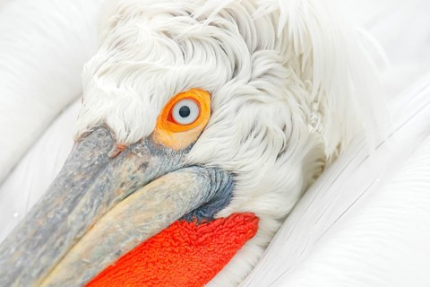 Dalmatian pelican, Pelecanus crispus, in Lake Kerkini, Greece. Palican with open wing, hunting