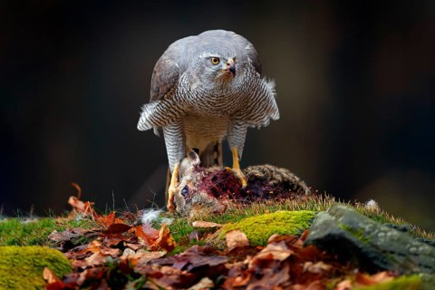 Animal behaviour, wildlife scene from nature. Goshawk in the orange vegetation.Goshawk, Accipiter