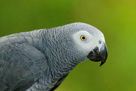 Detail portrait of beautiful grey parrot. African Grey Parrot, Psittacus erithacus, sitting on the