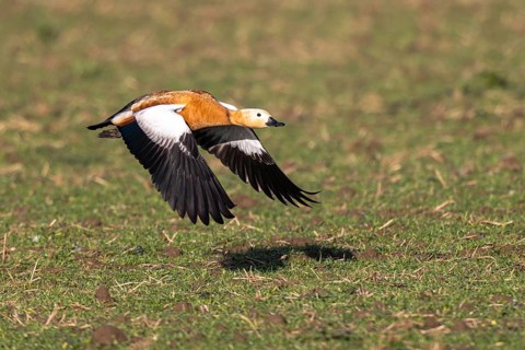Ruddy Shelduck (Tadorna ferruginea) flying, North Rhine-Westphalia, Germany