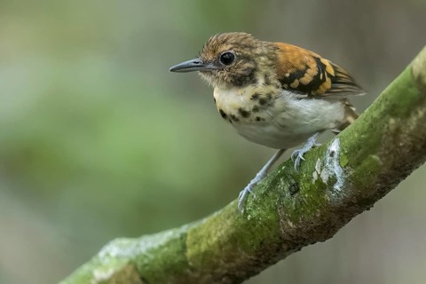 Spotted Antbird (Hylophylax naevioides) perched on a branch in Panama