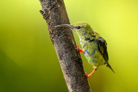 Türkisnaschvogel, auch Rotfußhonigsauger (Cyanerpes cyaneus)