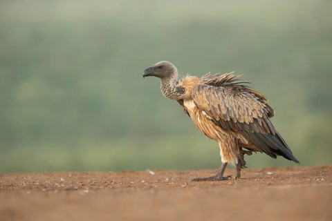 White-backed Vulture (Gyps africanus), South Africa