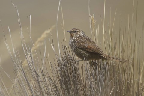 Junin Canastero (Asthenes virgata), Central Highlands, Peru