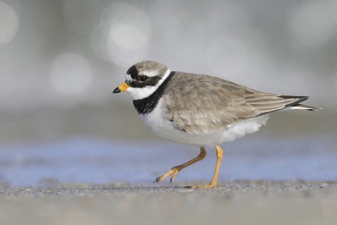 Common Ringed Plover (Charadrius hiaticula), Lake Neusiedl, Austria