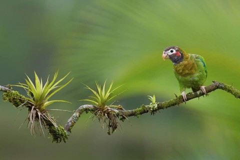 Brown-hooded Parrot (Pyrilia haematotis), Costa Rica