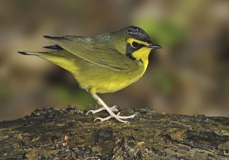 Kentucky Warbler (Geothlypis formosa), Texas, USA