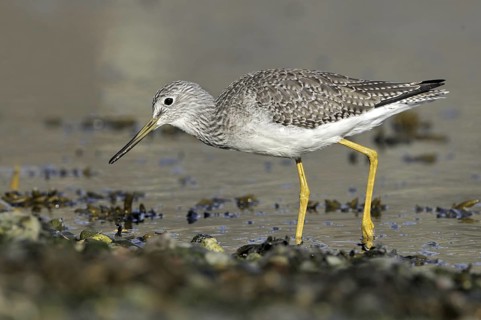 Greater Yellowlegs (Tringa melanoleuca), British Columbia, Canada