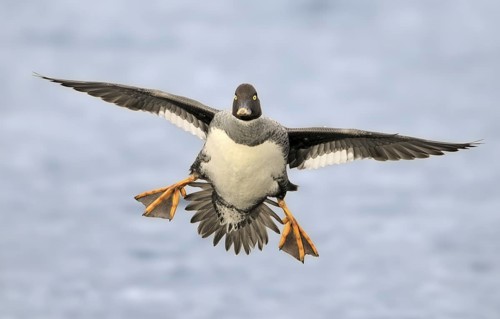 Common Goldeneye (Bucephala clangula) female, Canada