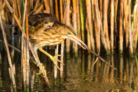 Little Bittern (Ixobrychus minutus) juvenile foraging, Thuringia, Germany