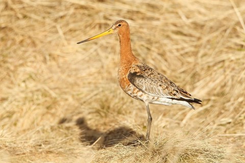 Black-tailed Godwit (Limosa limosa), Myvatn, Iceland