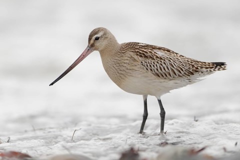 Pfuhlschnepfe, lat. Limosa lapponica, am Spülsaum nach Nahrung suchend, Düne von Helgoland: