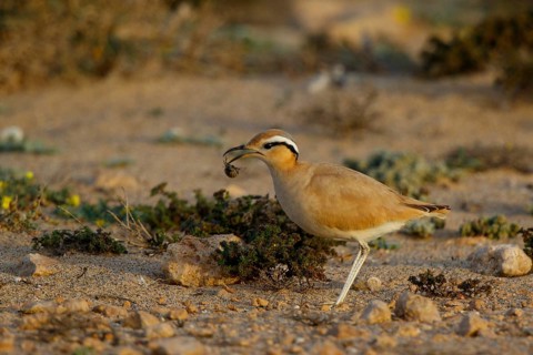 Cream-colored Courser (Cursorius cursor) with captured bug in its beak, Fuerteventura, Spain