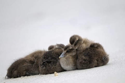 Eiderente (Somateria mollissima), Eider, ruhende Jungvoegel am Strand, Juni, Duene der Insel