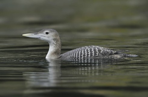Yellow-billed Loon (Gavia adamsii), British Columbia, Canada