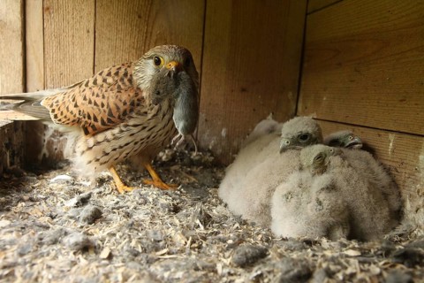 Common Kestrel (Falco tinnunculus) female feeds chicks, Lower Saxony, Germany