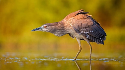 Black-crowned Night Heron (Nycticorax nycticorax) juvenile hunting, Hungary