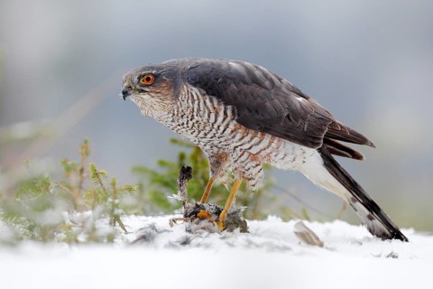 Eurasian sparrowhawk, Accipiter nisus, sitting on the snow in the forest with caught little
