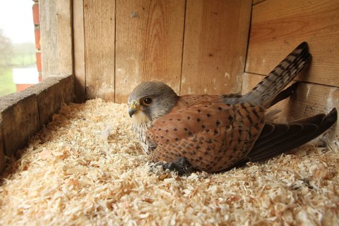 Common Kestrel (Falco tinnunculus) male, Lower Saxony, Germany