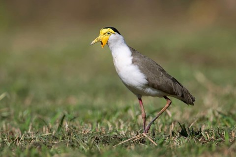Masked Lapwing (Vanellus miles miles), Queensland, Australia