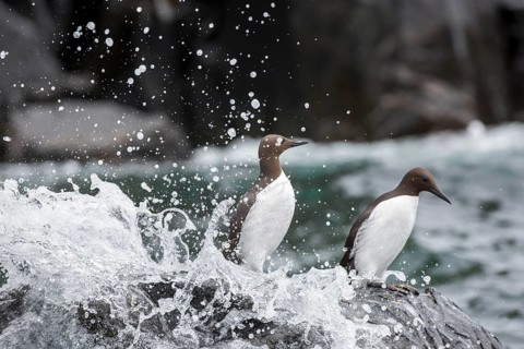 Common Murre (Uria aalge), Farne Islands, United Kingdom