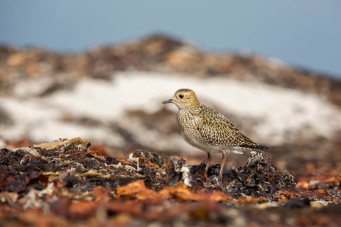European Golden Plover (Pluvialis apricaria), Schleswig-Holstein, Germany