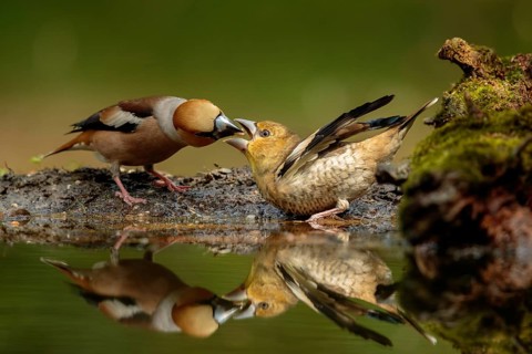 Appelvink man voert een appelvink jong, Hawfinch, Coccothraustes coccothraustes male is feeding